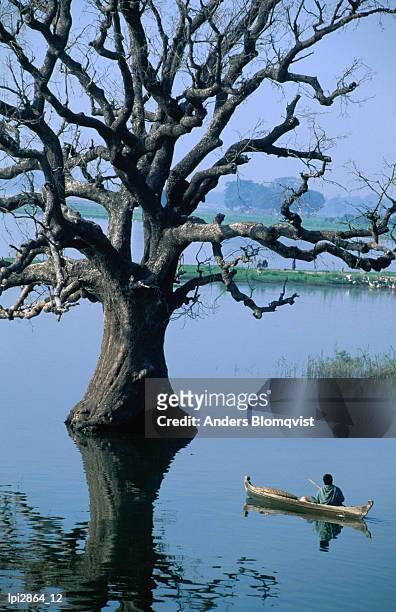 boat rowing past half-submerged tree in river of amarapura, amarapura, mandalay, myanmar (burma), south-east asia - east branch stock pictures, royalty-free photos & images