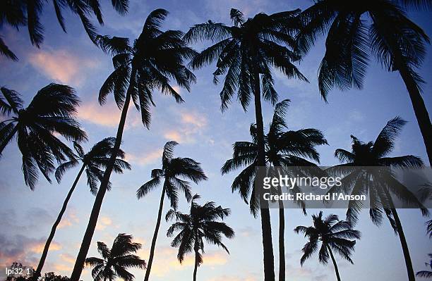 palm trees silhouetted at sunset on senggigi beach, senggigi, lombok, west nusa tenggara, indonesia, south-east asia - east nusa tenggara fotografías e imágenes de stock