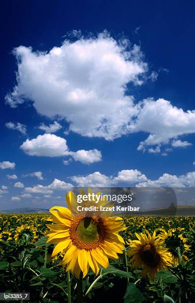 sunflowers in anatolia, low angle view, turkey - keribar stockfoto's en -beelden