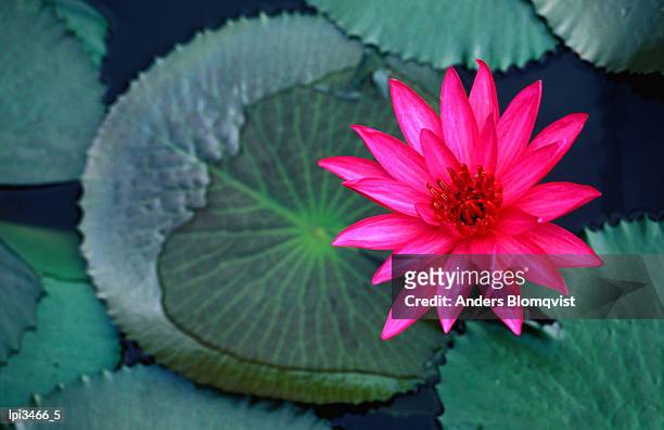 water lilies in bloom, kandy, central, sri lanka, indian sub-continent - general economy as central bank of sri lanka looks to contain rising inflation stockfoto's en -beelden