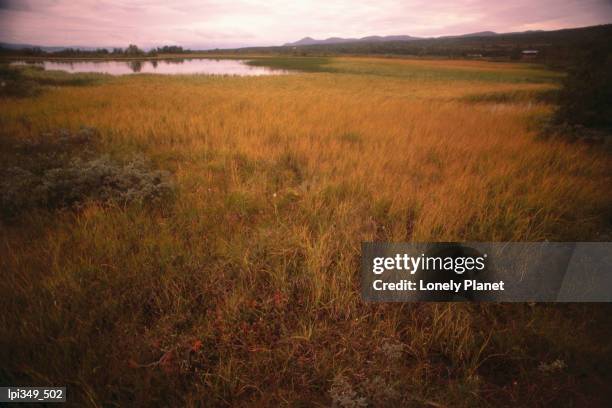 grassland and lake at sunset. - trøndelag stock pictures, royalty-free photos & images