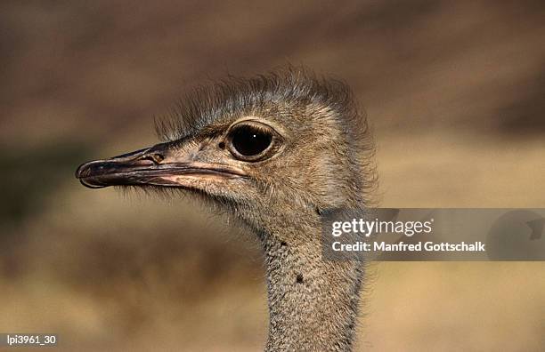 ostrich's head, central highland, namibia - flightless bird fotografías e imágenes de stock