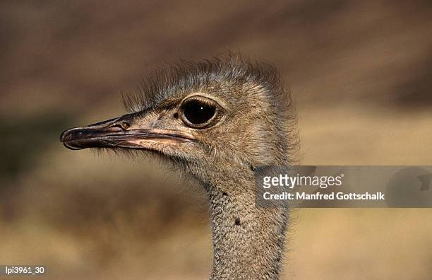 ostrich's head, central highland, namibia - highland region stock pictures, royalty-free photos & images