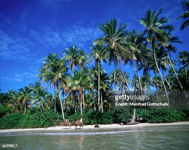 one of many palm fringed beaches on tindare island, togos os santos bay, itaparica, brazil - frayed stock pictures, royalty-free photos & images