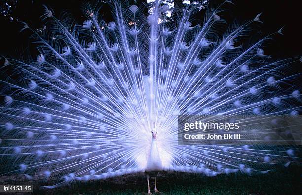 white peacock at oakley plantation, st francisville, front view, united states of america - elk stockfoto's en -beelden