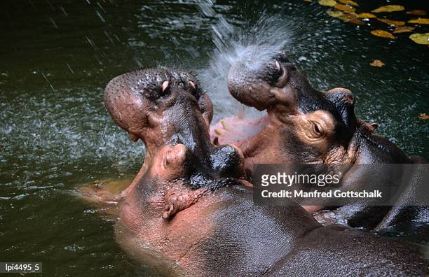 hippopotamuses at singapore zoo, singapore, singapore - singapore stock-fotos und bilder