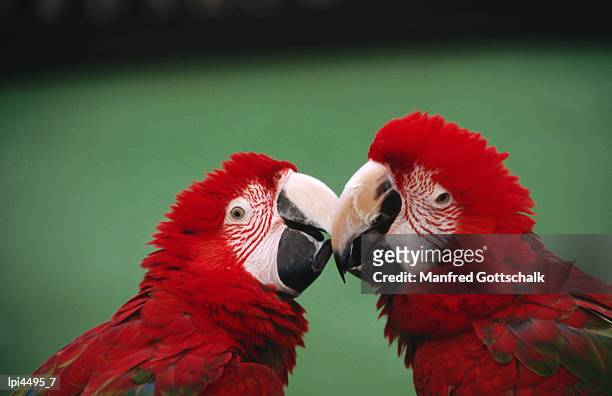 green-winged macaws (ara chloroptera) at jurong bird park, singapore, singapore - singapore stock-fotos und bilder