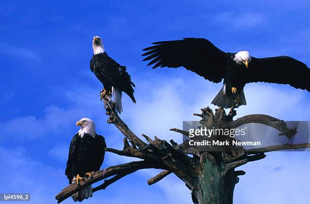 three perching bald eagles (haliaeetus leucocephalus), homer, united states of america - south central alaska stock-fotos und bilder