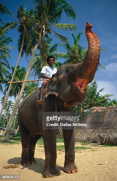 man riding elephant. - general economy as central bank of sri lanka looks to contain rising inflation stockfoto's en -beelden