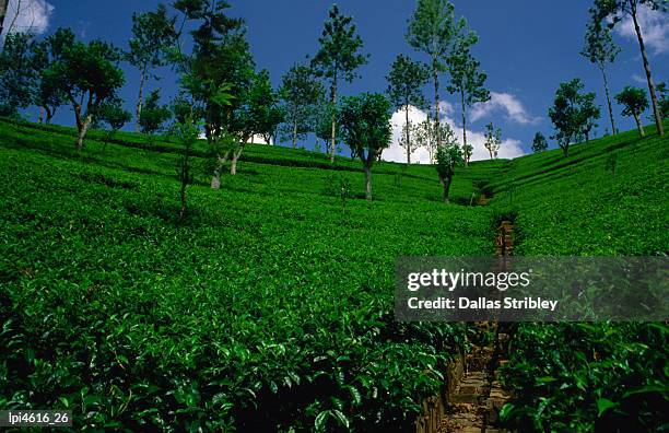 green tea plantation. - general economy as central bank of sri lanka looks to contain rising inflation stockfoto's en -beelden