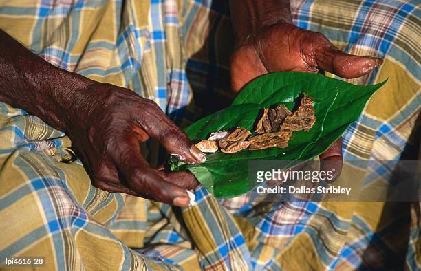 indigenous veddah or wanniyala-aetto man holding betel nuts, lime and tobacco leaf. - areca nut stockfoto's en -beelden