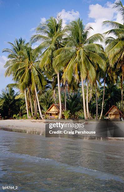bungalows under palms of hat kaibae, low angle view, thailand - craig pershouse stock pictures, royalty-free photos & images