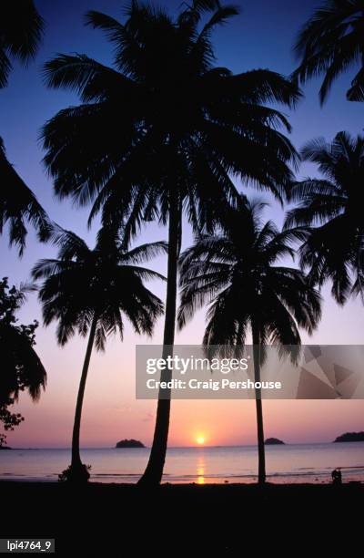 palm tree-lined hat kaibae at sunset, low angle view, thailand - marine park stock pictures, royalty-free photos & images