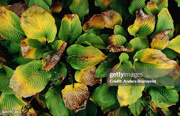 withering leaves on  overgrown grave at assistens kirkegaard cemetery , copenhagen, denmark, europe - sontregio stockfoto's en -beelden