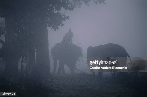 elephants in morning mist near sauraha, royal chitwan national park, narayani, nepal, indian sub-continent - chitwan stock pictures, royalty-free photos & images