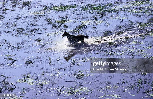 wild horse galloping through water, aurukun, cape york peninsula, australia - cape york stock pictures, royalty-free photos & images