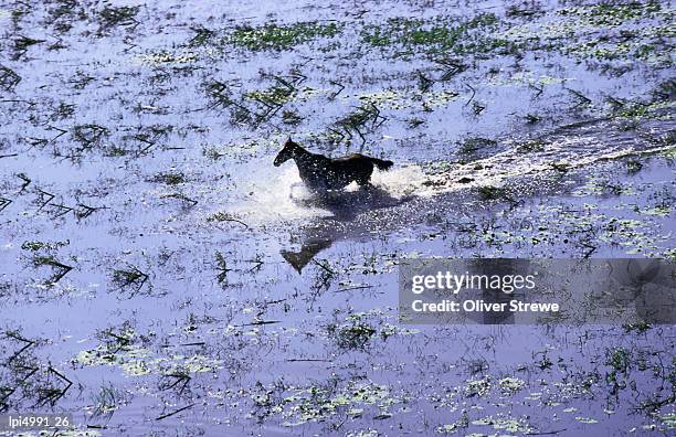 wild horse galloping through water, aurukun, cape york peninsula, australia - cape peninsula bildbanksfoton och bilder