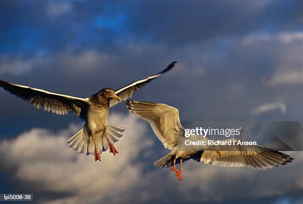 seabirds flying around the bainbridge island ferry in puget sound, seattle,washington,united states of america,north america - bainbridge island 個照片及圖片檔