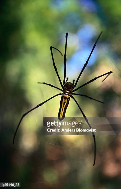 black and yellow spider, bago, myanmar (burma), south-east asia - anders blomqvist 個照片及圖片檔