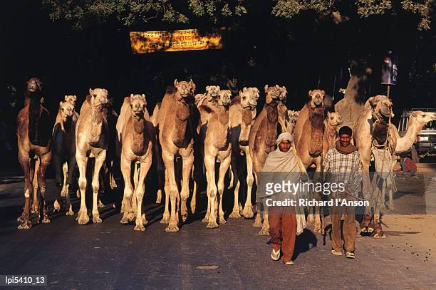 camels travelling from rajasthan to west bengal on grand trunk road, uttar pradesh, india, indian sub-continent - indian subcontinent ethnicity bildbanksfoton och bilder