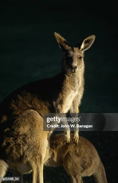 kangaroo at night, low angle view, anglesea, australia - banagan stock pictures, royalty-free photos & images