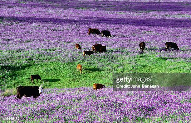 cattle in paddock overrun by patterson's curse, also known as salvation jane, australia - jane boone stock-fotos und bilder
