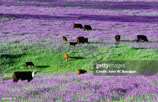 cattle in paddock overrun by patterson's curse, also known as salvation jane, australia - banagan stock pictures, royalty-free photos & images