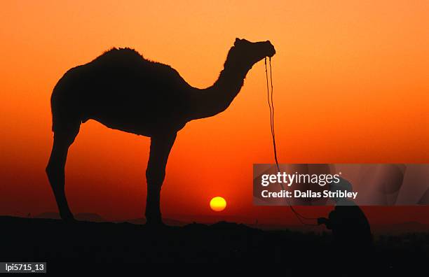 camel and herder silhouetted at sunset, at camel fair. - nomad cattle herder from rajasthan stock-fotos und bilder