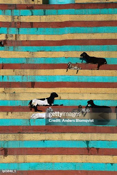 goats resting on the tulsi ghats, varanasi, uttar pradesh, india, indian sub-continent - profile shoot of uttar pradesh shia central waqf board chairman sayeed wasim rizvi stockfoto's en -beelden