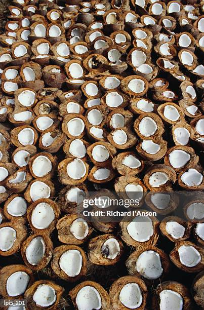 coconuts drying beside road in candidasa, candidasa, bali, indonesia, south-east asia - sunda isles bildbanksfoton och bilder