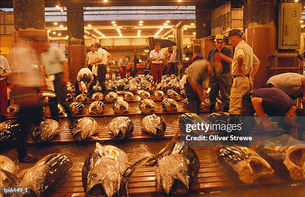 rows of giant tuna for sale at tsukiji central fish market, tokyo, japan - for sale korte frase stockfoto's en -beelden