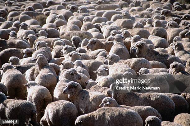 flock of sheep, port augusta, australia - newman stock pictures, royalty-free photos & images