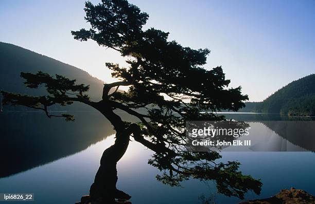 douglas fir (pseudotsuga menziesii)in cascade lakes, low angle view, moran state park, united states of america - douglas fir stock-fotos und bilder