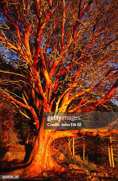 madrone tree (arbutus menziesii) in puget sound, united states of america - elk photos et images de collection