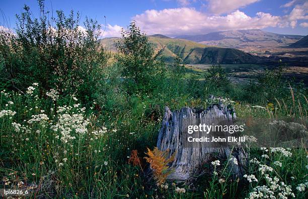 wildflowers on the coldwater ridge trail in mt st helens national volcanic monument, mt st helens nvm, united states of america - iii stock pictures, royalty-free photos & images