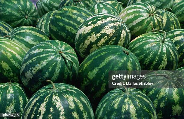 watermelon for sale, trapani market. - for sale korte frase stockfoto's en -beelden