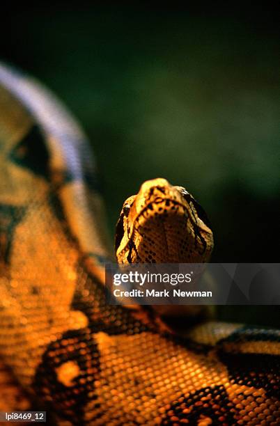 close-up of an eastern indigo snake (drymarchon corais), costa rica - costa stock pictures, royalty-free photos & images