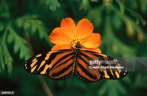 large tiger butterfly (lycorea cleobaea) resting on a flower, costa rica - pages of president george washingtons first inaugural address on in u s capitol building stockfoto's en -beelden
