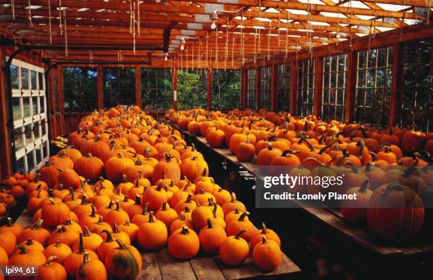 many pumpkins sitting on tables in ogunquit. - many stock pictures, royalty-free photos & images