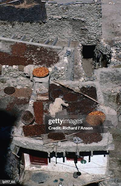 drying apricots on rooftop, altit, northern areas, pakistan, indian sub-continent - indian subcontinent ethnicity bildbanksfoton och bilder