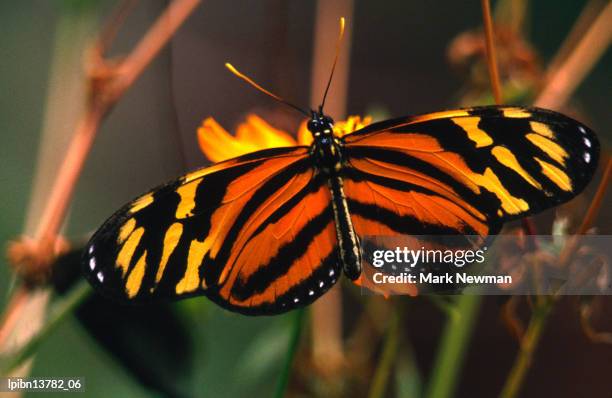 danalid butterfly (lycorea cleobaea), costa rica, central america & the caribbean - costa stock-fotos und bilder