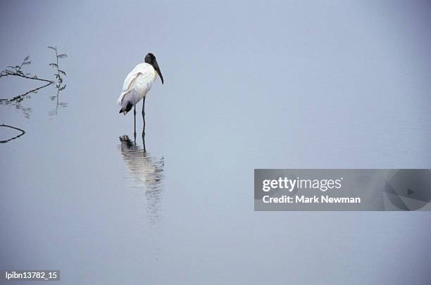 a lone wood stork (mycteria americana), stalking in the shallows., playa esterillos, puntarenas, costa rica, central america & the caribbean - costa stock pictures, royalty-free photos & images