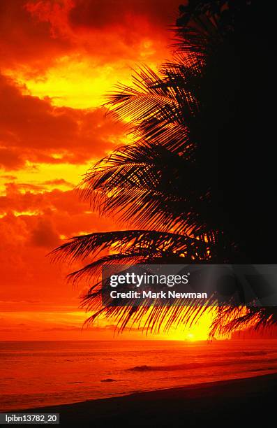 palm fronds silhouetted by sunset on the coast., corcovado national park, puntarenas, costa rica, central america & the caribbean - puntarenas fotografías e imágenes de stock