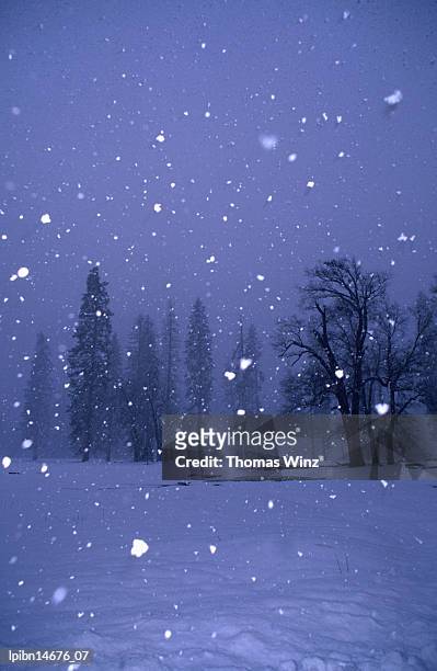 falling snow., yosemite national park, california, united states of america, north america - travel2 stock pictures, royalty-free photos & images