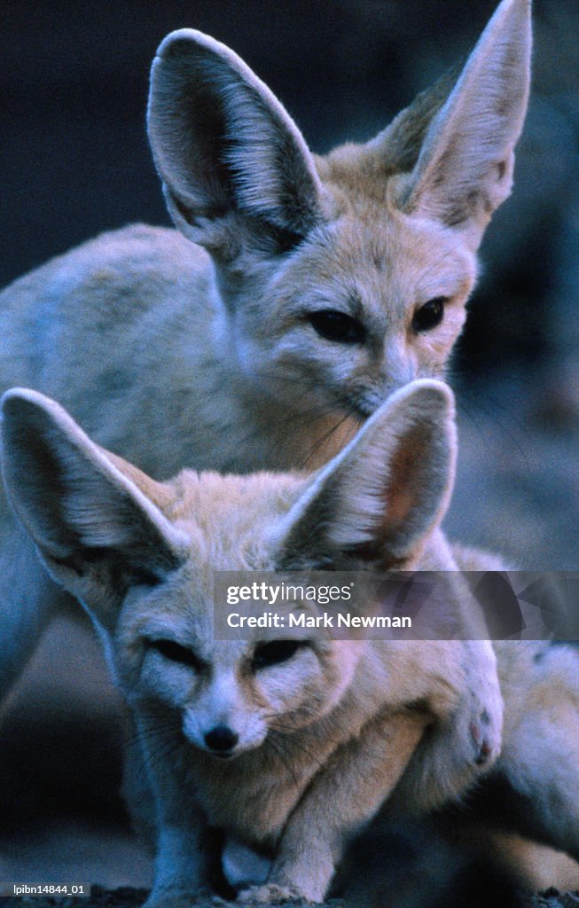 Fennec Fox pair (Fennecus zerda)., Canada, North America