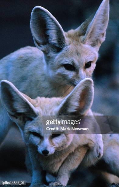 fennec fox pair (fennecus zerda)., canada, north america - fennec 個照片及圖片檔