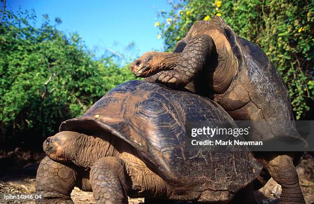 galapagos giant tortoises mating (geochelone elephantopus)., galapagos, ecuador, south america - giant tortoise stock pictures, royalty-free photos & images