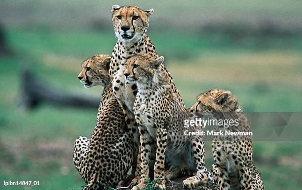 cheetahs (acinonyx jubatus)., masai mara national reserve, rift valley, kenya, africa - kenya newman stock-fotos und bilder
