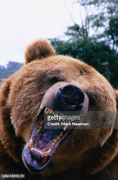 grizzly bear (ursus arctos)., denali national park & preserve, alaska, united states of america, north america - grizzly bear stock-fotos und bilder