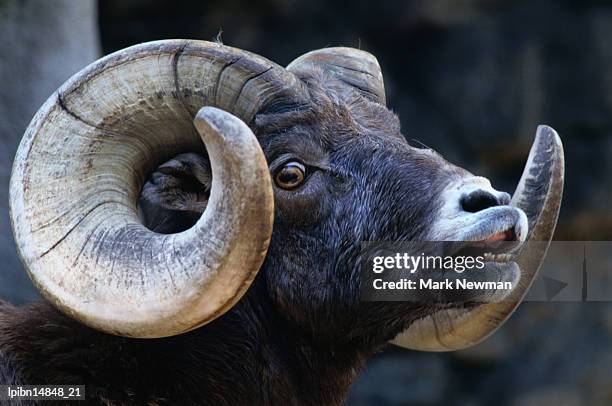 rocky mountain bighron (ovis canadensis canadensis)., colorado, united states of america, north america - bighorn sheep stockfoto's en -beelden